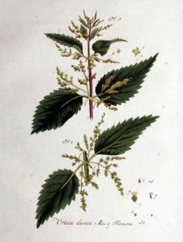 Brennessel Litho